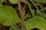 Common gypsyweed